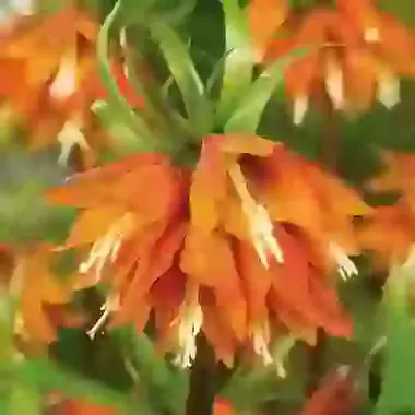 Imperialis Orange Beauty